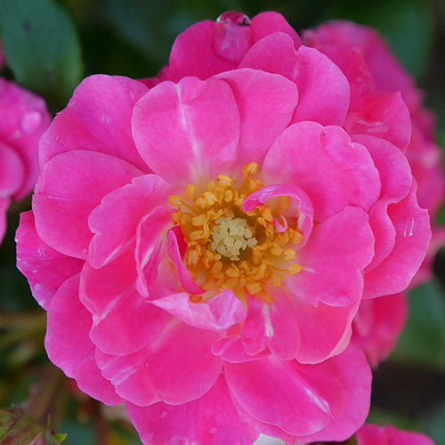 Oso Easy® Double Pink Rose For Sale | Proven Winners – Great