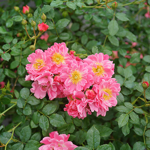Oso Easy® Double Pink Rose For Sale | Proven Winners – Great