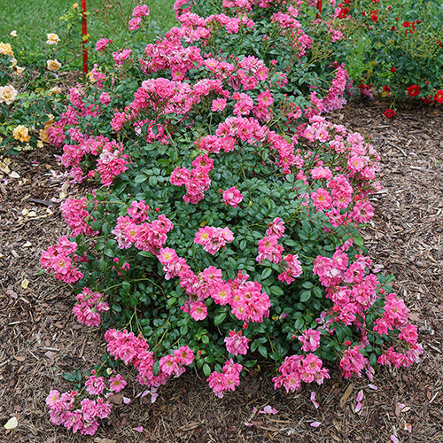 Oso Easy® Double Pink Rose is a low growing and low maintenance.  