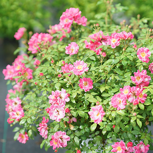 Oso Easy® Double Pink Rose has glossy green foliage with dozens of pink blooms.