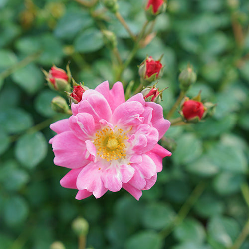 Oso Easy® Double Pink Rose For Sale | Proven Winners – Great