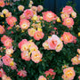 Oso Easy Italian Ice® Rose is easy care and perfect for various landscape uses. 