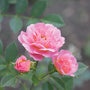 Oso Easy® Petit Pink Rose has small showy pink flowers with an old-fashioned charm.