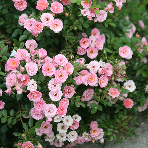 Oso Easy® Petit Pink Rose blooms for months.