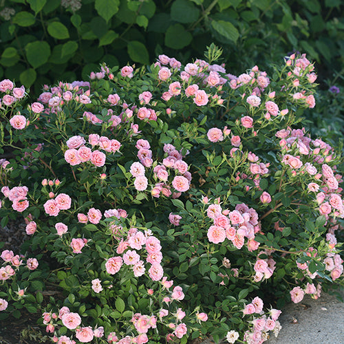 Oso Easy® Petit Pink Rose has small showy pink flowers with an old-fashioned charm 