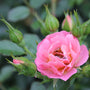 Oso Easy® Petit Pink Rose is a fully petaled flower with months of blooms.
