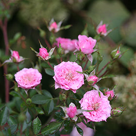 Oso Easy® Petit Pink Rose has small showy pink flowers with an old-fashioned charm.