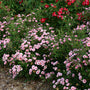 Oso Easy® Petit Pink Rose is low maintenance and a hardworking rose in a flower garden or landscape.