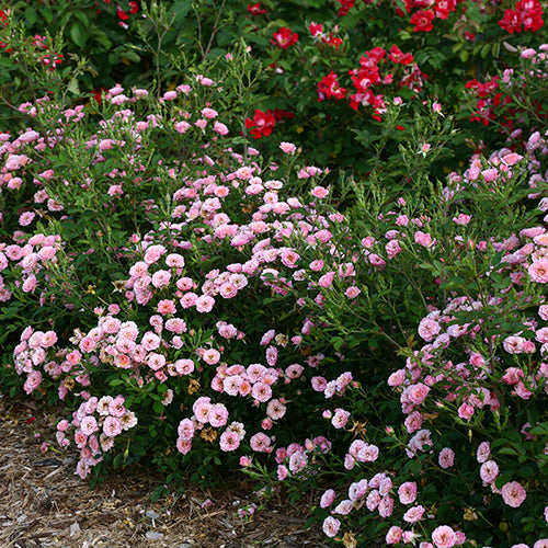 Oso Easy® Petit Pink Rose is low maintenance and a hardworking rose in a flower garden or landscape.