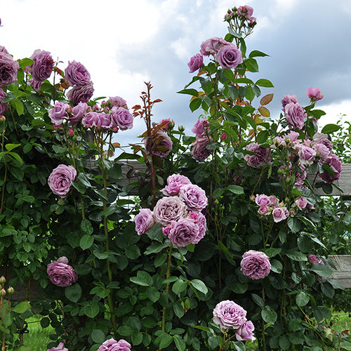 Quicksilver Climbing Rose is a rose with old fashioned charm