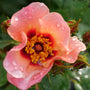 Ringo All Star Rose have a luscious melon orange color with a candy red center