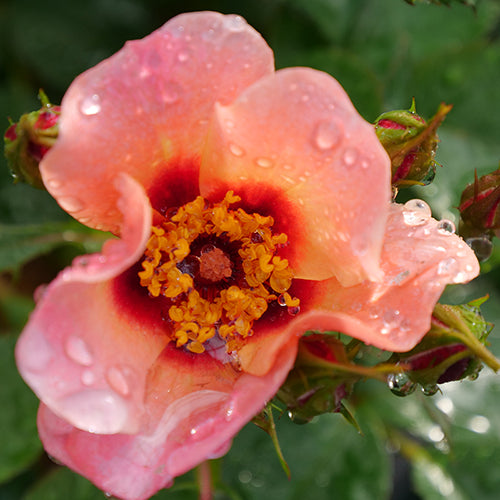 Ringo All-Star Rose | One Quart