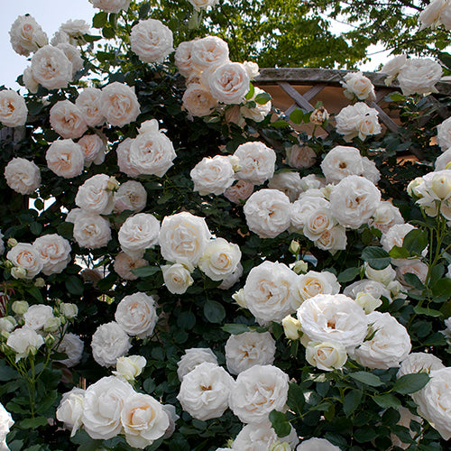 White Eden Climbing Rose is fragrant blooms