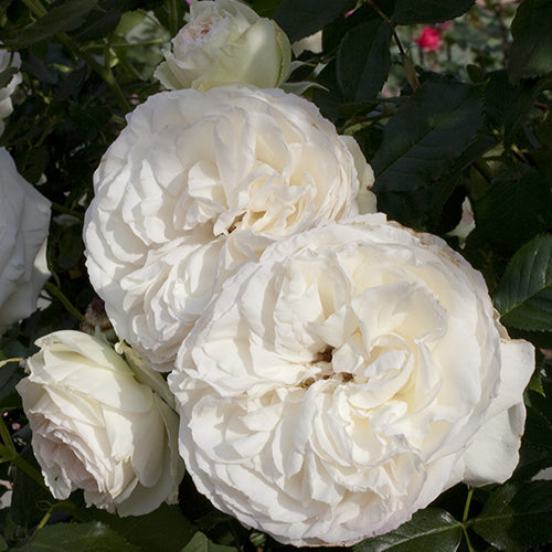 White Eden Climbing Rose is white with blush apricot pink center