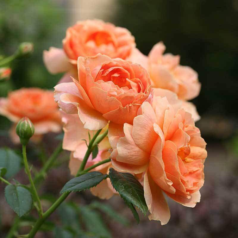 At Last® Rose For Sale | Proven Winners – Great Garden Plants