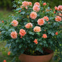 At Last Rose with apricot flowers and glossy foliage in a container. 