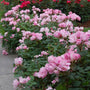 A row of Blushing Knock Out Rose with soft pink blooms and deep green foliage. 