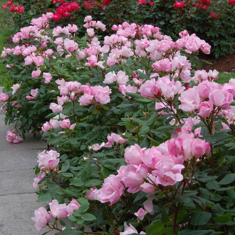 Knockout Roses Care