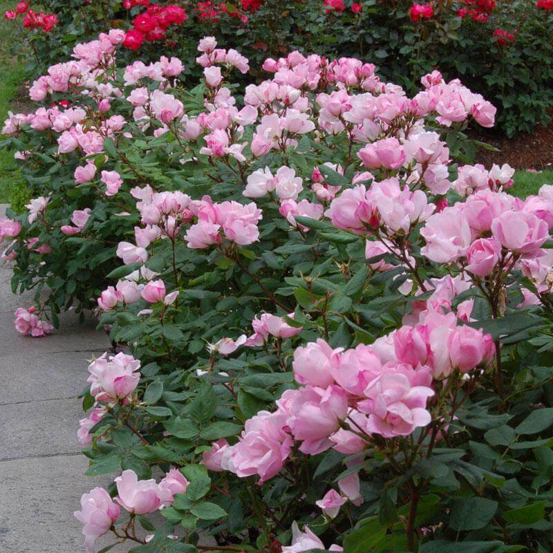 A row of Blushing Knock Out Rose with soft pink blooms and deep green foliage. 