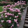 A row of Blushing Knock Out Roses lining stairs. 