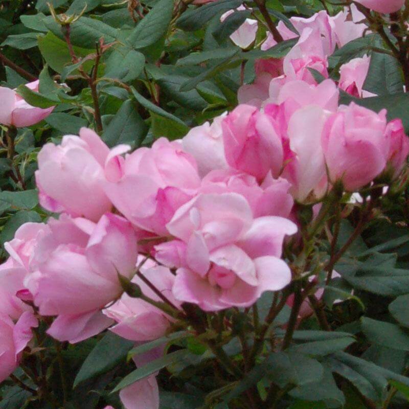Close-up of Blushing Knock Out Rose's soft light pink blooms. 