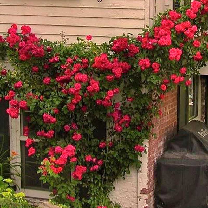 Blaze Climbing Rose with semi-double red blooms climbing on the side of a house. 
