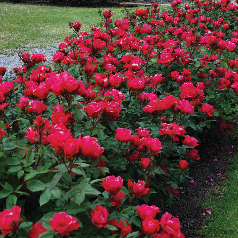 Knock Out Rose flowers have a red-pink hue