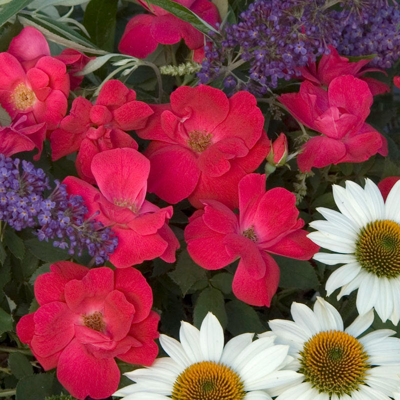 Rose Knock Out is the original disease resistant rose