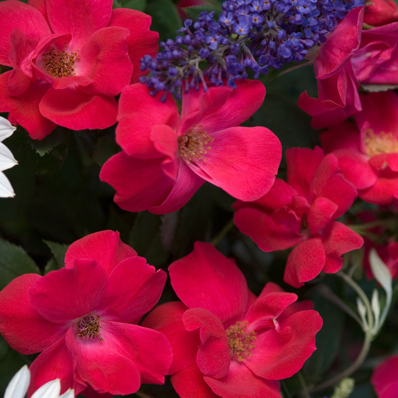 Rose Knock Out is low maintenance and easy to grow