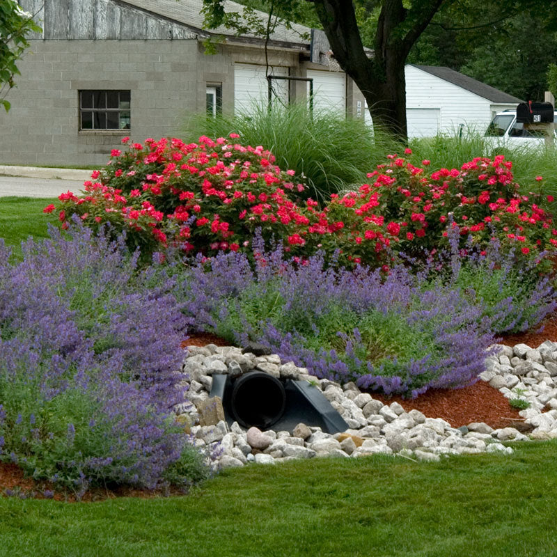 Red Knock Out Roses in landscape  contrast with the purple flowers pf Nepeta.