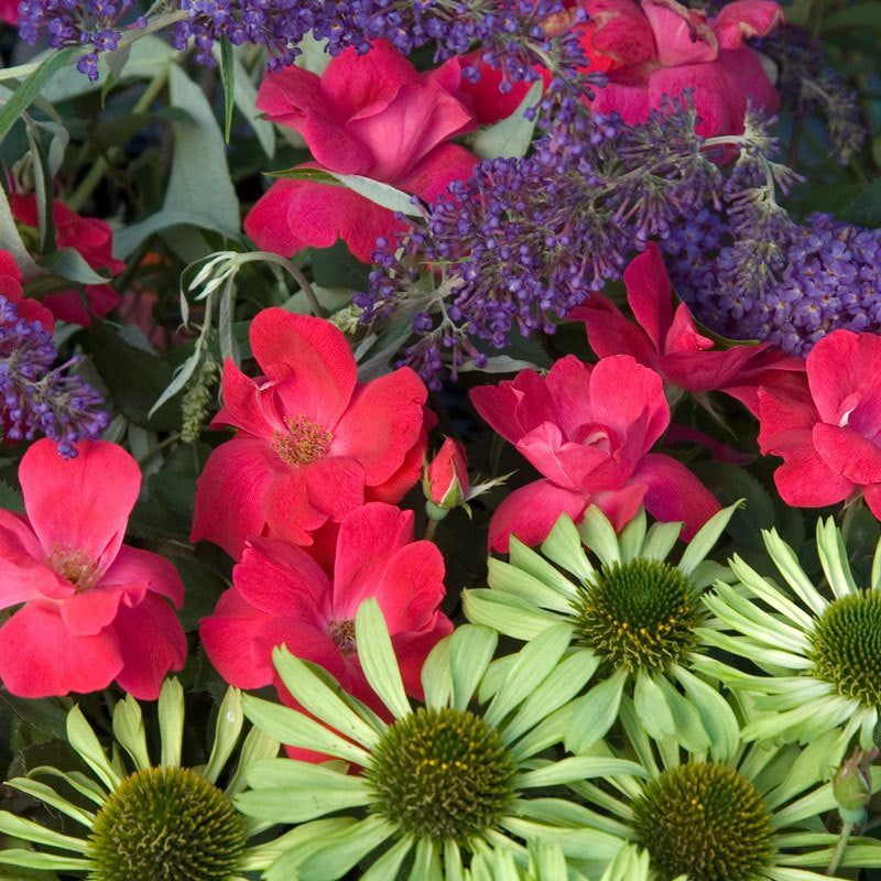 Knock Out Rose flowers bloom for over five months