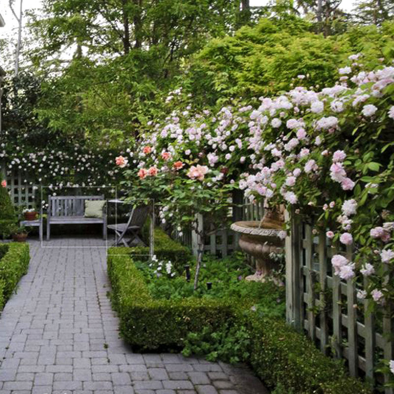 new dawn rose seeds 'New Dawn' Climbing Rose