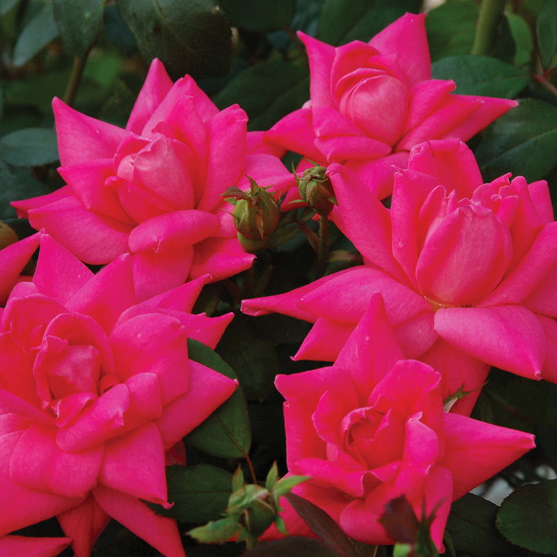 Pink Double Knock Out Rose has vivid bubblegum pink flowers