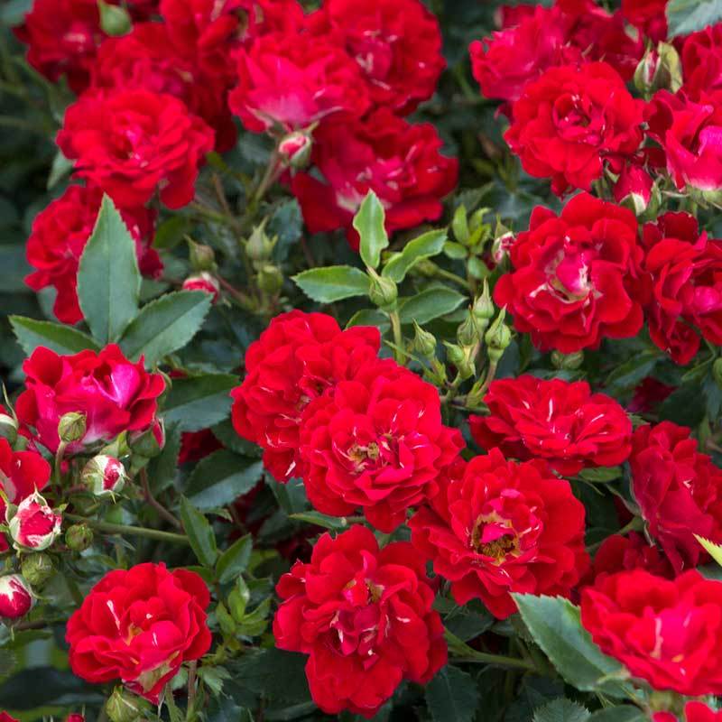 drift rose seeds Red Drift Rose