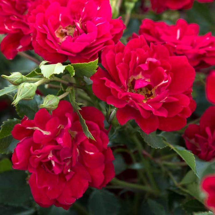 Rose Red Drift have a wide spreading habit and perform well under intense sun and heat