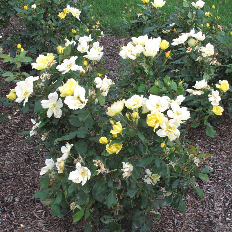 Sunny Knock Out Rose thrives in heat and humidity