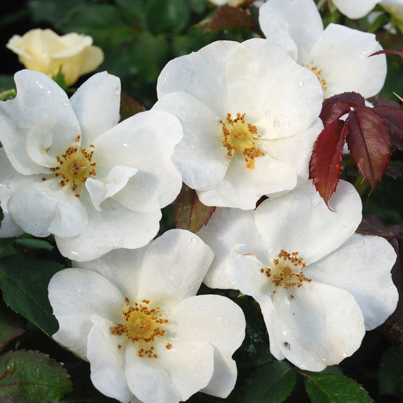 White Knock Out Rose has snow white blooms