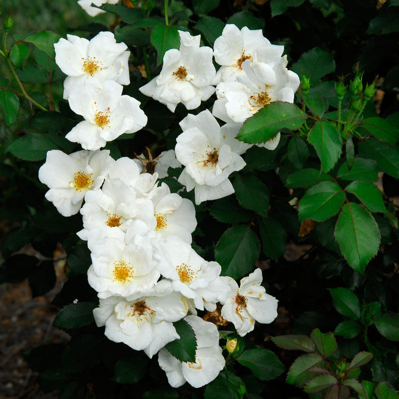 White Knock Out Rose is highly disease resistant foliage 