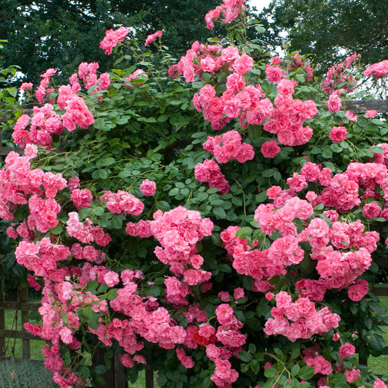 Zephirine Drouhlin Climbing Rose with vibrant double pink blooms climbing a fence. 
