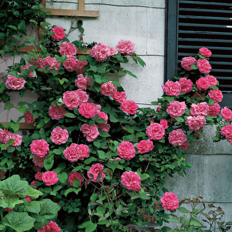Zephirine Drouhin Climbing rose with an abundance of double pink flowers climbing a trellis. 