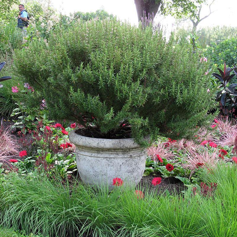 Aromatic Arp Rosemary with handsome green foliage in a pot in a garden