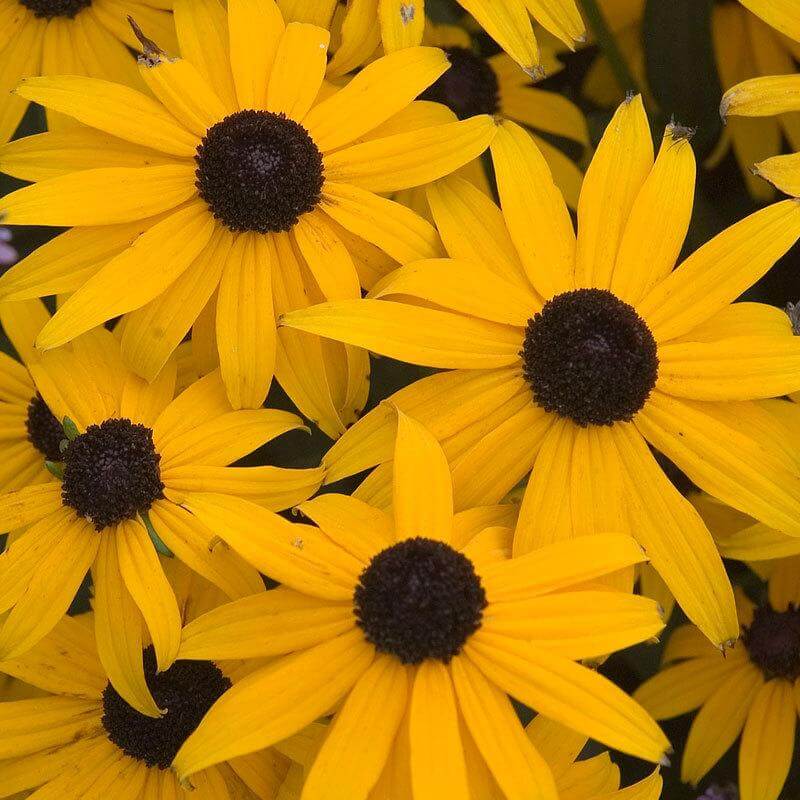 black-eyed susan goldsturm rudbeckia - live plant - gallon pot 'Goldsturm' Black-Eyed Susan