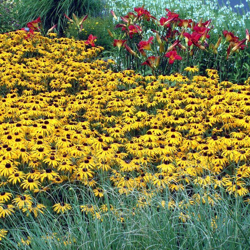 An abundance of vibrant yellow Goldsturm Black-Eyed Susan blooms in a garden. 