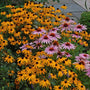 Vibrant yellow Goldsturm Black-Eyed Susan blooms next to pink coneflowers in a garden. 
