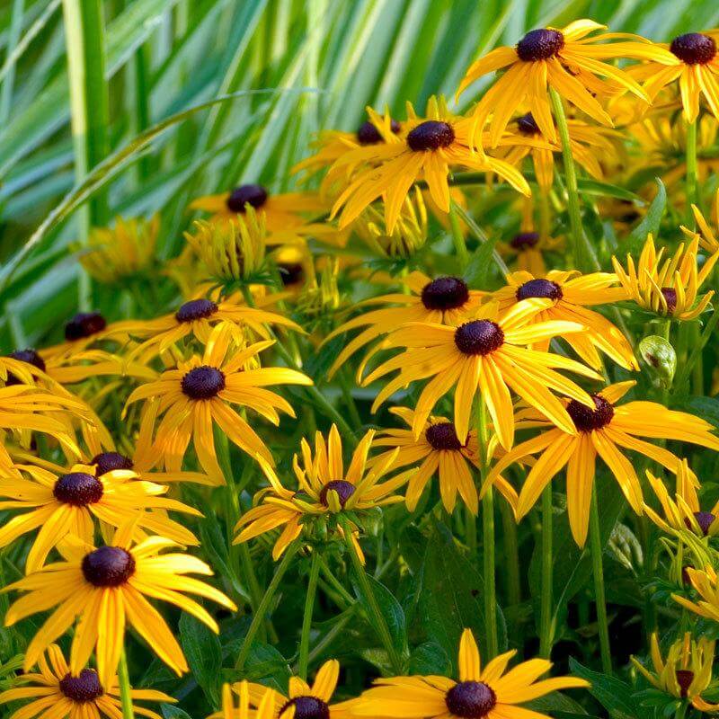 Goldsturm Black-Eyed Susan yellow blooms floating above dark green foliage. 