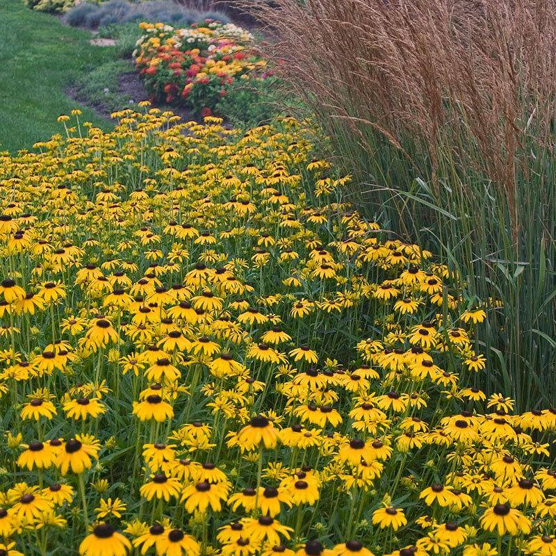 Vibrant yellow Goldsturm Black-Eyed Susan blooms in a garden. 