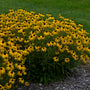 'American Gold Rush' Black-Eyed Susan (Rudbeckia) is a triple crown winning perennial for 2023