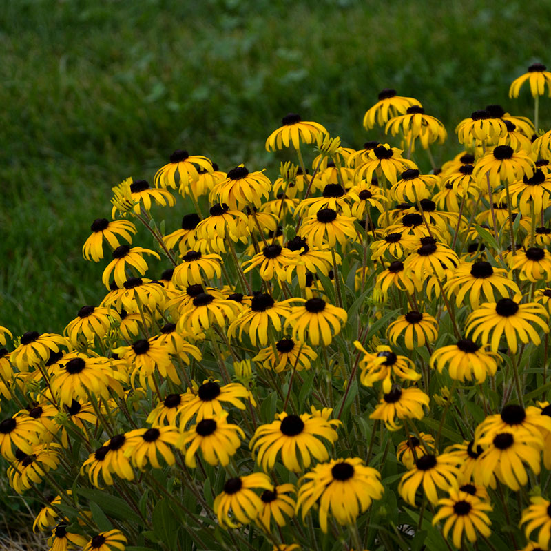 Rudbeckia ' American Gold Rush' Black...