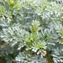Rue has blue-green foliage that caterpillars love!