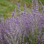 Close-up of Sage Advice Russian Sage's dark purple blooms. 